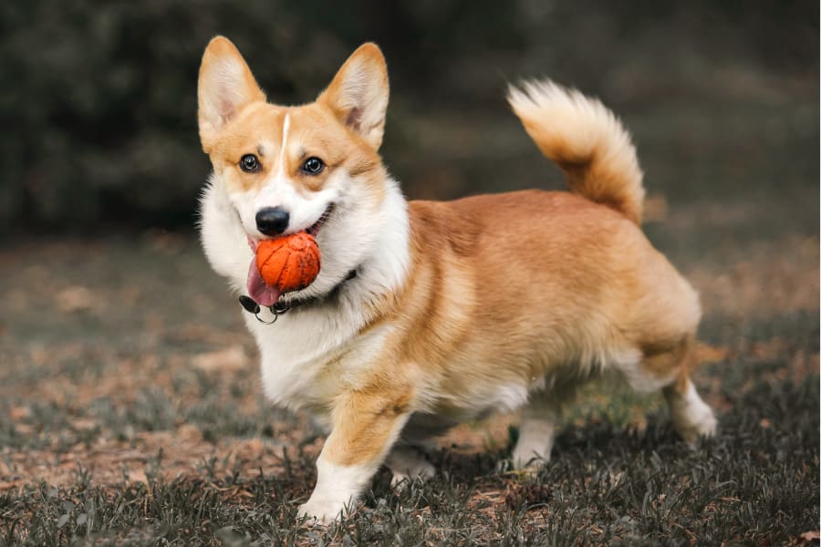 happy dog with a ball after dental exam at our animal hospital in Killen