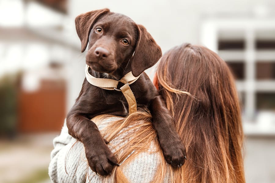 Dog carried by owner after internal medicine treatment at Killen vet hospital