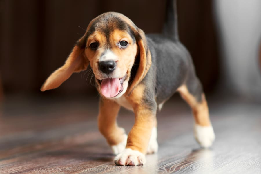 Happy puppy walks away for dog vaccinations at our Killen vet center